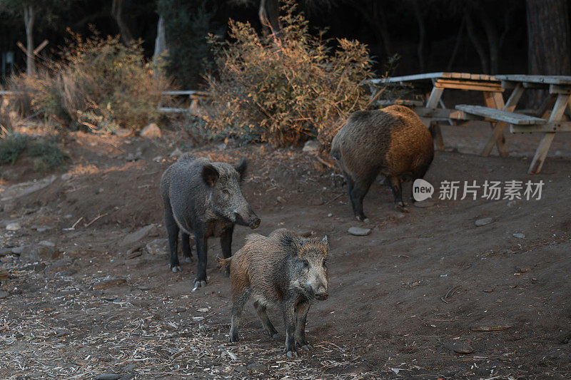 野猪(Sus scrofa)，欧亚野猪